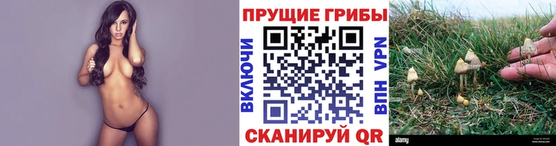 Купить  Якутск  Галлюциногенные грибы мицелий 